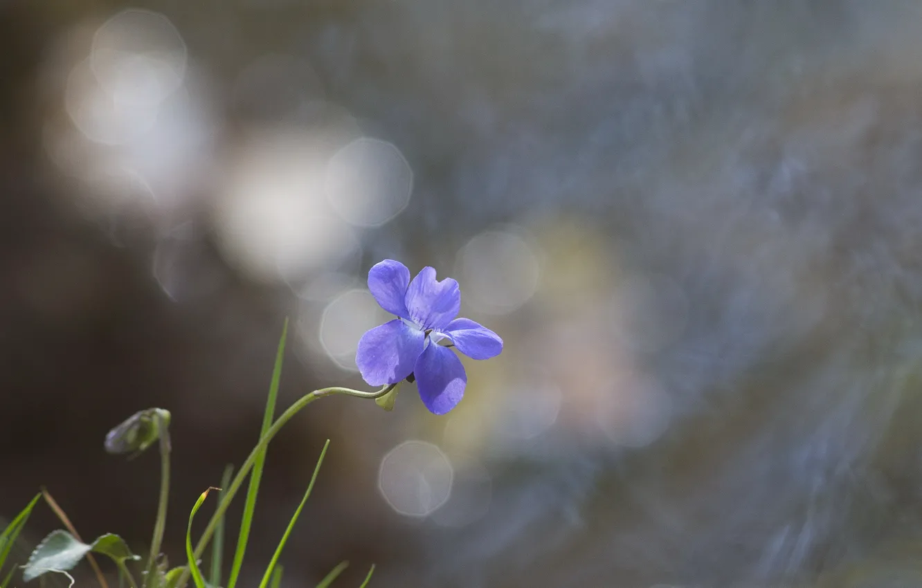 Photo wallpaper flowers, glare, background, blue, a blade of grass