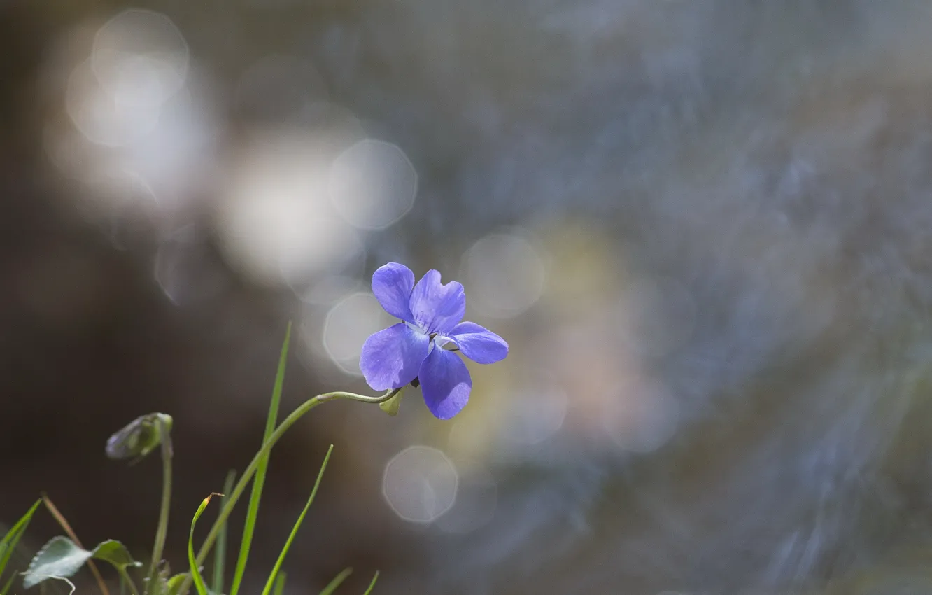 Photo wallpaper flower, glare, background, blue, grass