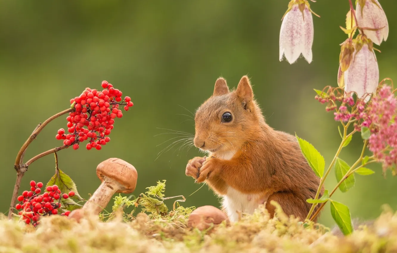 Photo wallpaper flowers, nature, berries, animal, mushrooms, protein, rodent