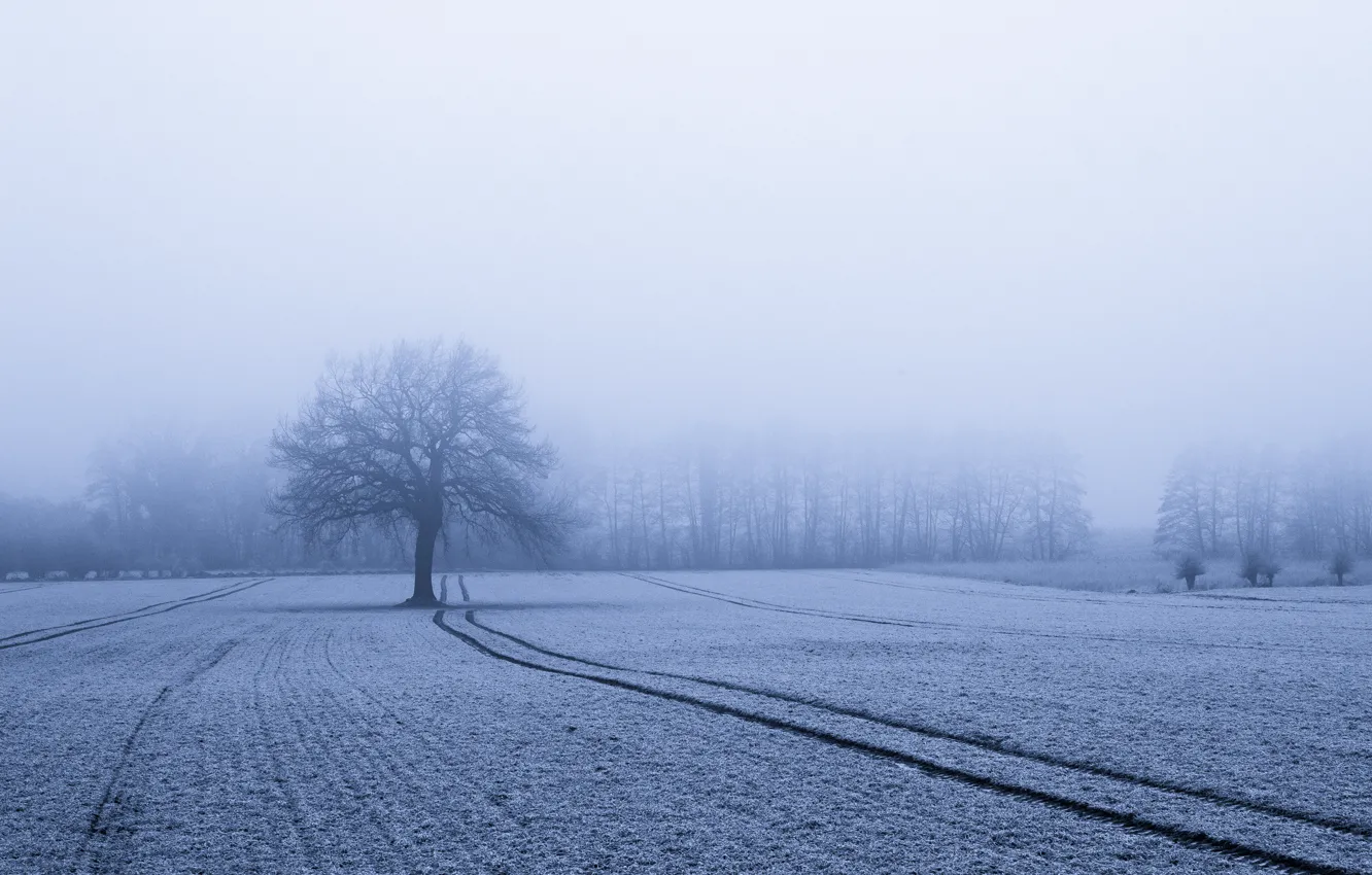 Photo wallpaper winter, field, snow, fog, tree, trail, frost, track