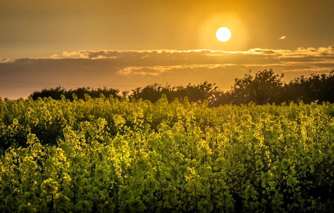 Photo wallpaper field, sunset, rape