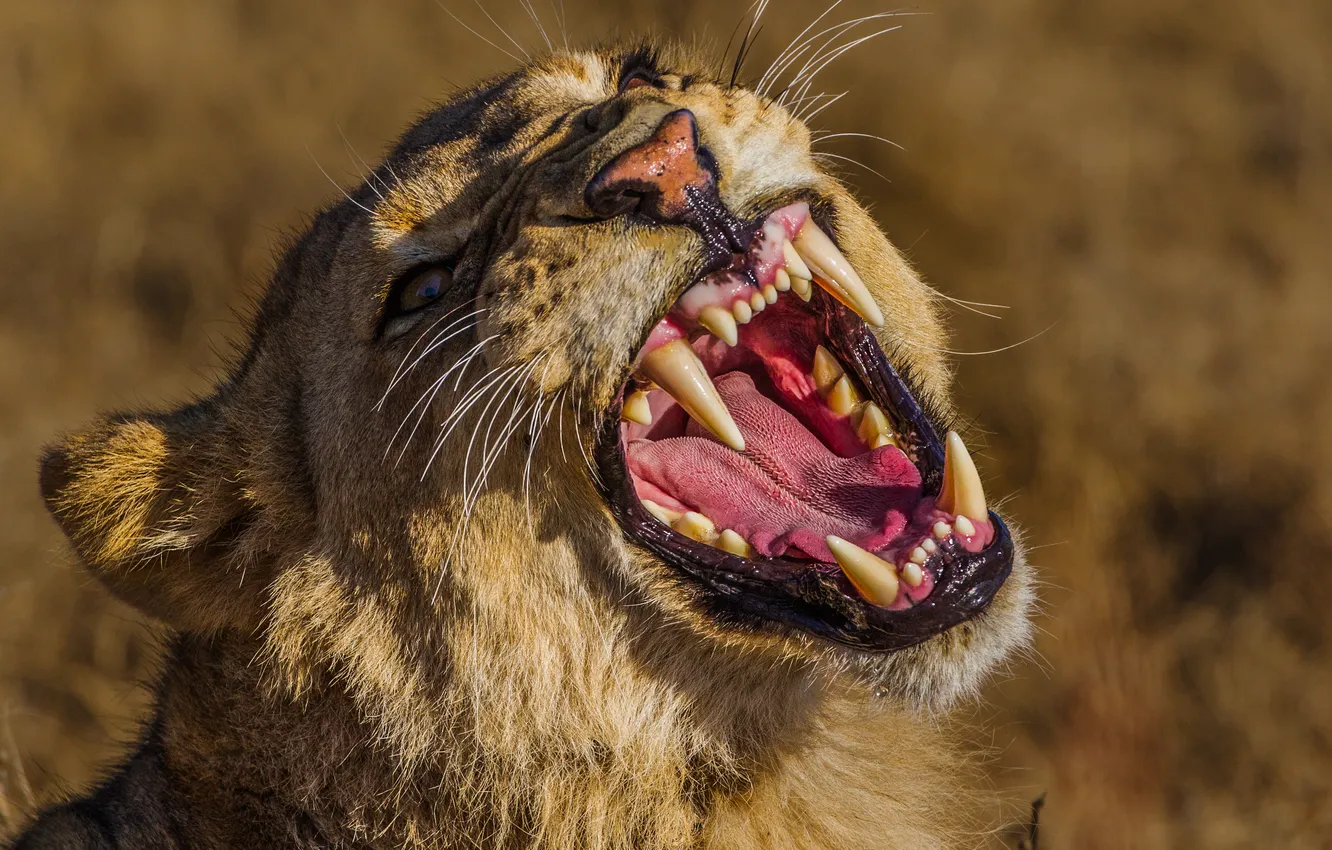 Photo wallpaper face, predator, mouth, fangs, grin, lioness, wild cat, Alexei Suloev