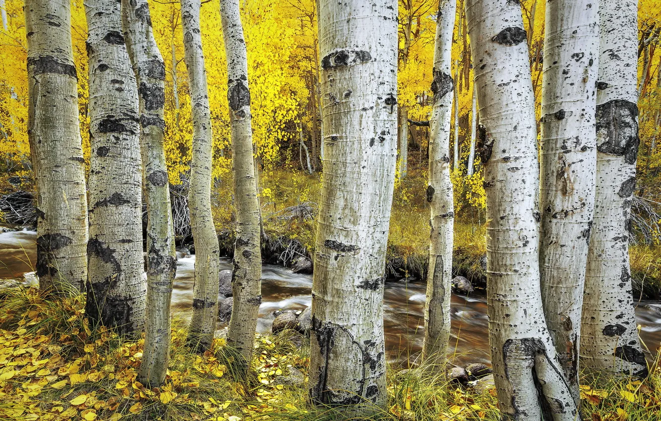 Photo wallpaper autumn, river, birch