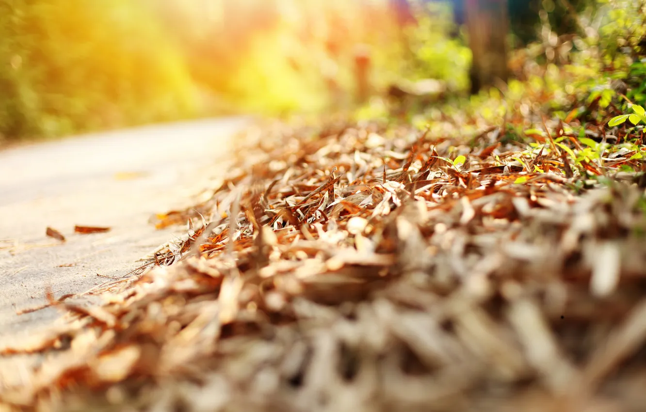 Photo wallpaper road, leaves, macro, nature