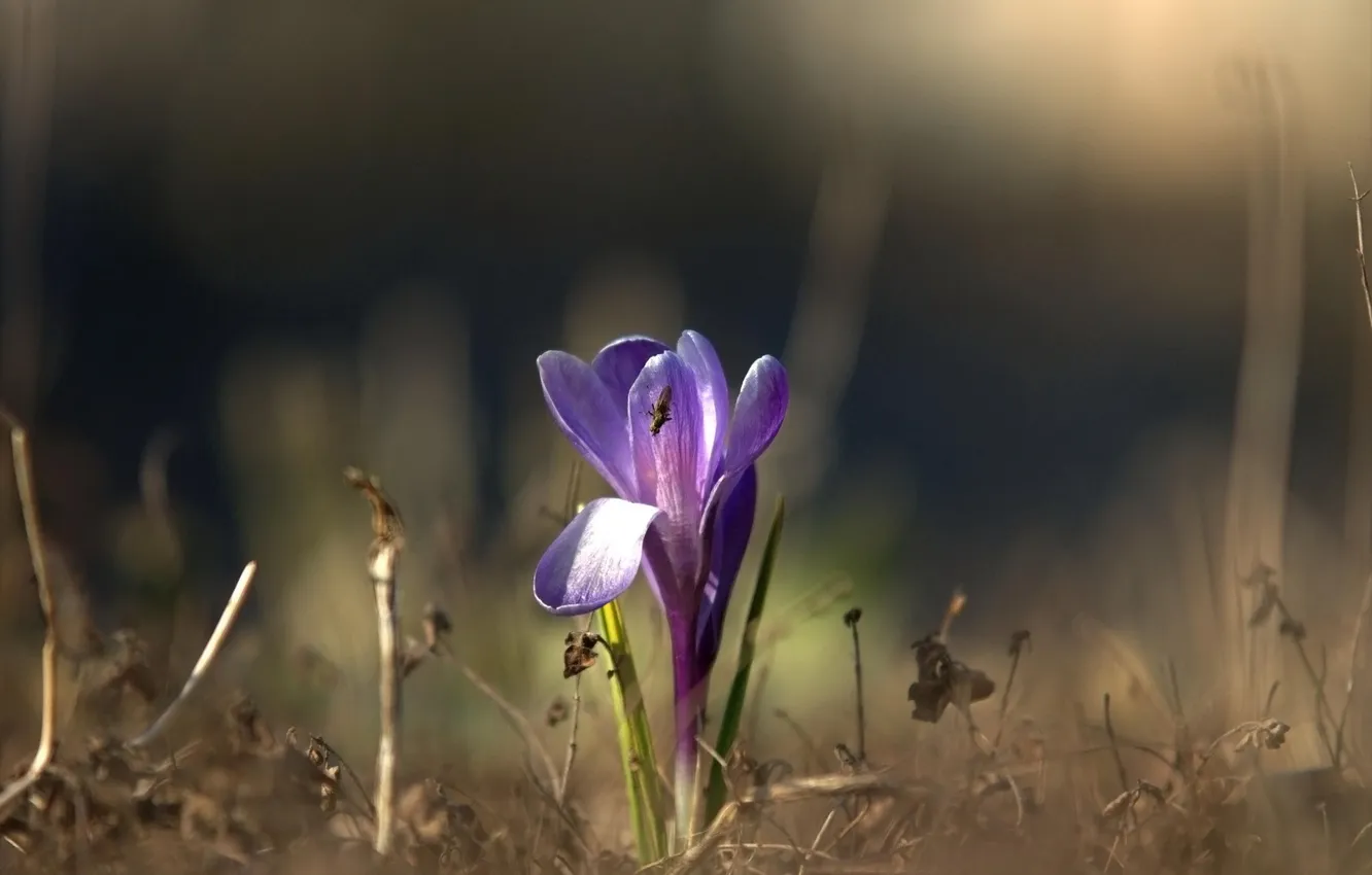 Photo wallpaper flowers, background, blur, crocuses, lilac, spring