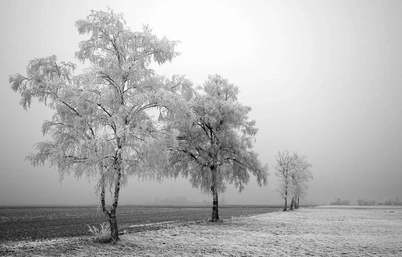 Photo wallpaper winter, field, snow, trees, photo