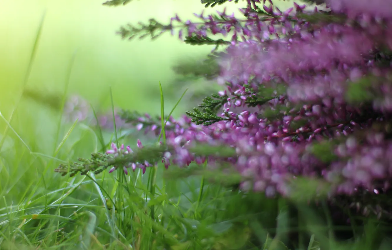 Photo wallpaper grass, macro, flowers, nature, pink, Heather