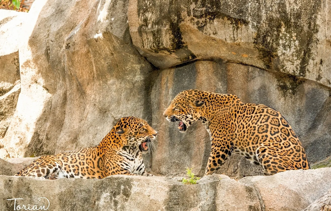 Photo wallpaper predator, Jaguar, family showdown