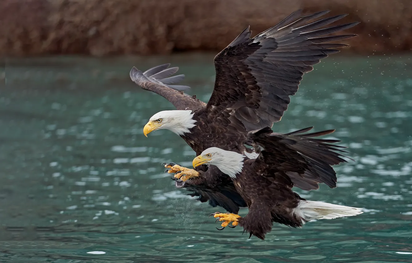 Photo wallpaper flight, birds, pair, two, pond, bald eagle, bald eagles, wingspan