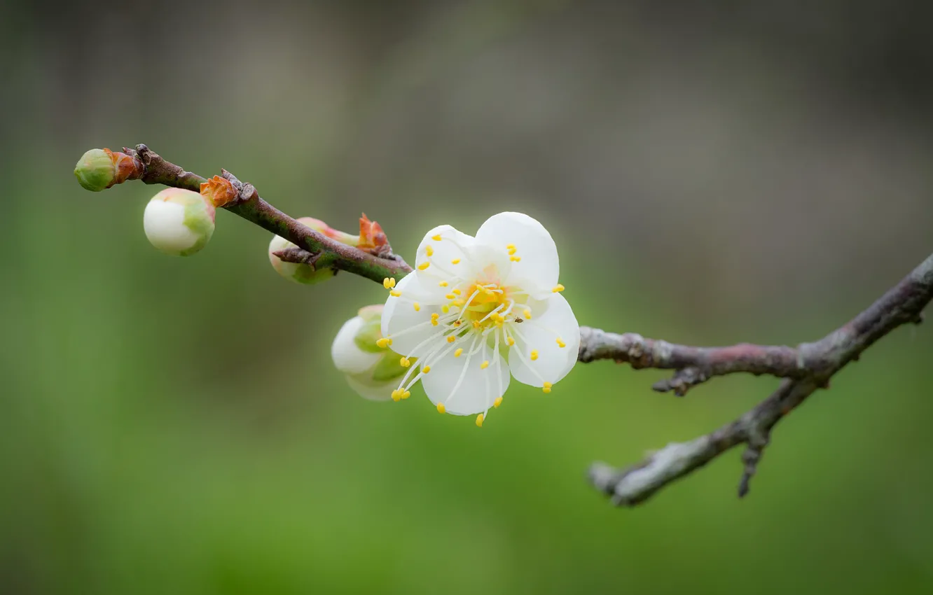 Photo wallpaper flowers, branches, spring, bokeh