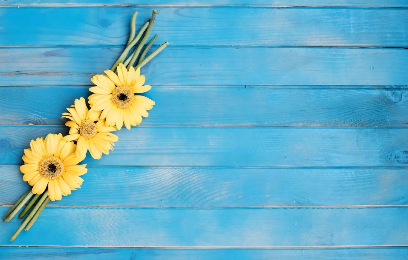 Photo wallpaper flowers, gerbera, blue background