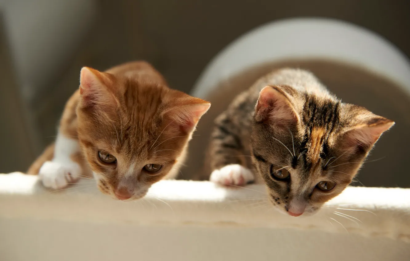 Photo wallpaper cats, comfort, house