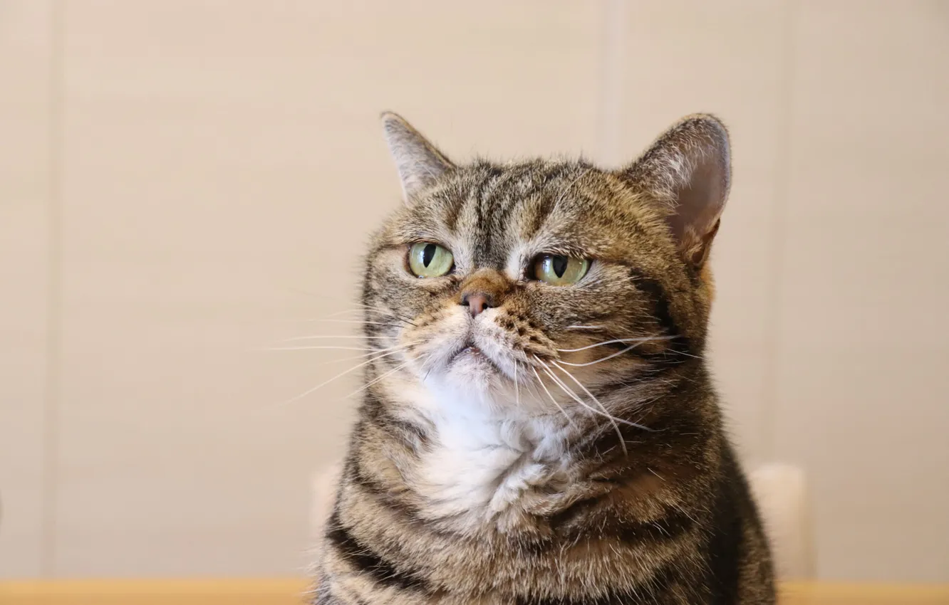 Photo wallpaper sadness, cat, eyes, cat, look, pose, grey, wall