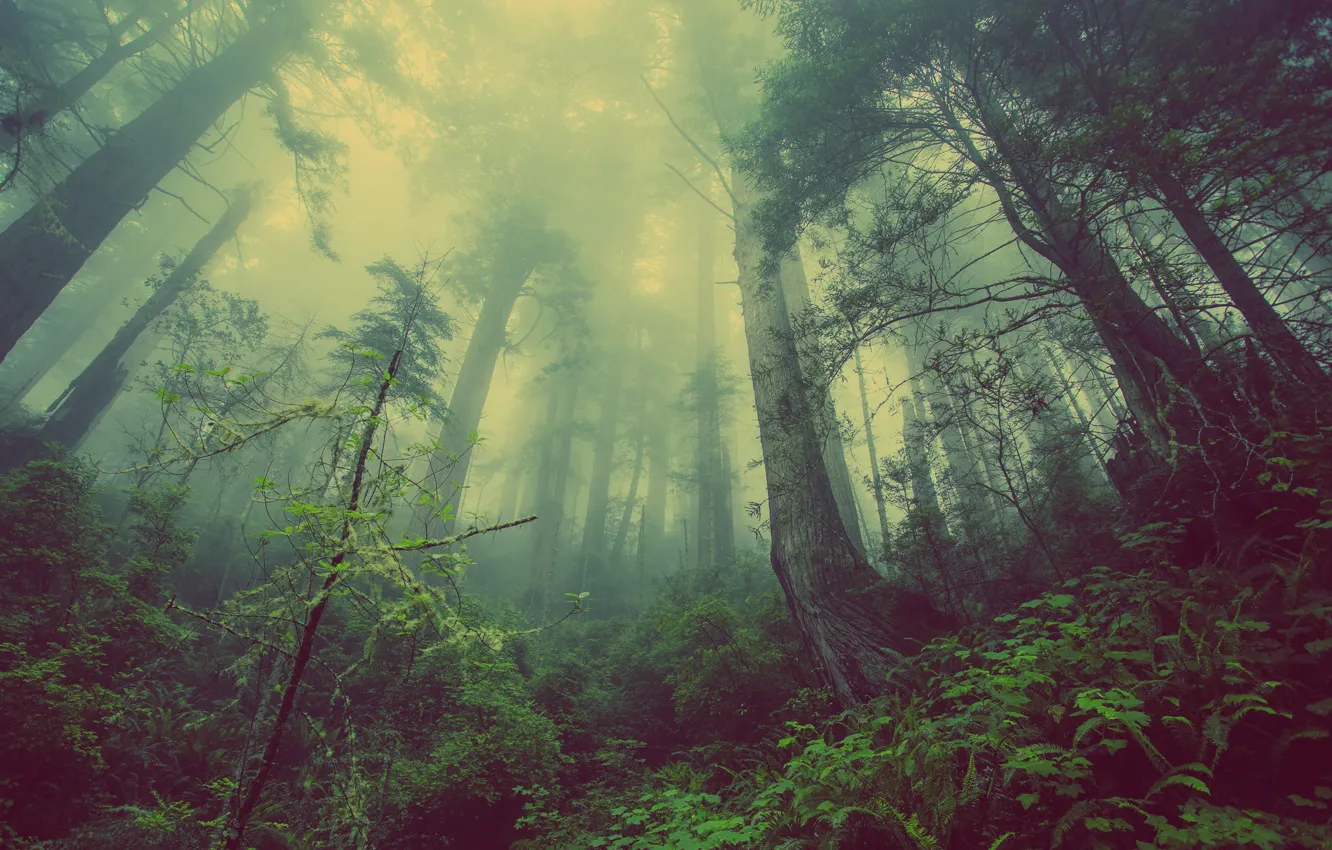 Photo wallpaper forest, trees, nature, fog, trees, nature, forests, mist