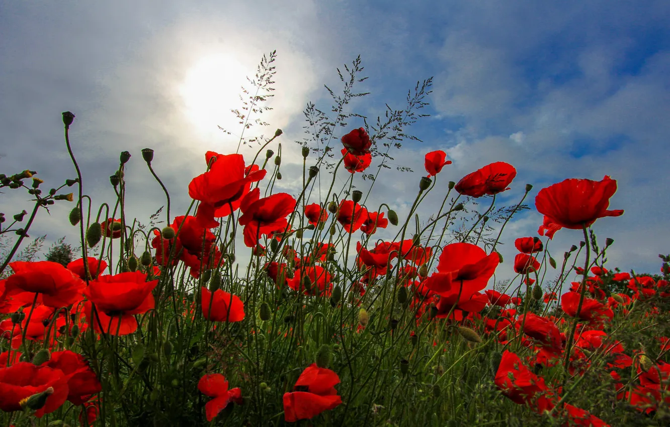 Photo wallpaper the sky, the sun, clouds, flowers, red, Maki, blade of grass, poppy field
