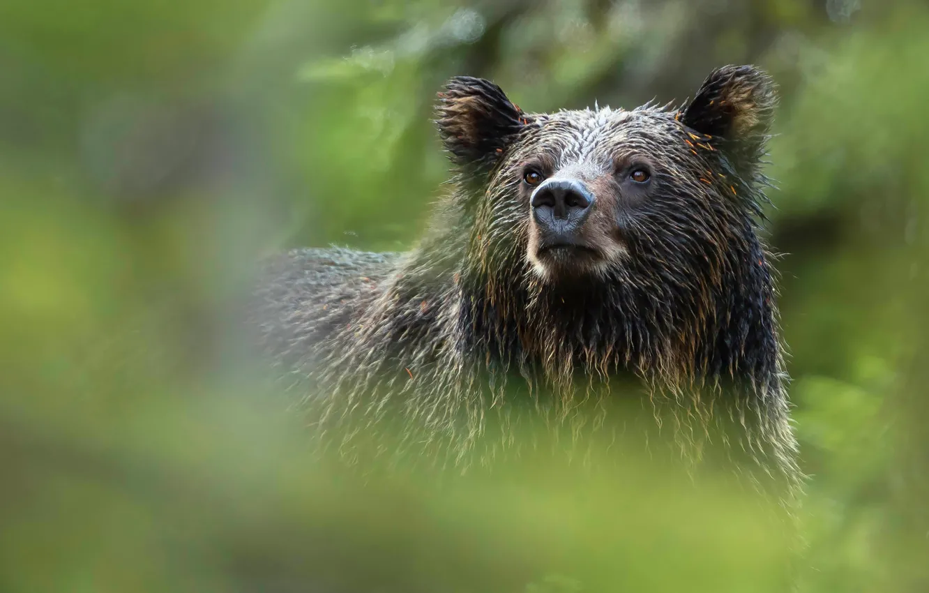 Photo wallpaper portrait, bear, look, blur, face