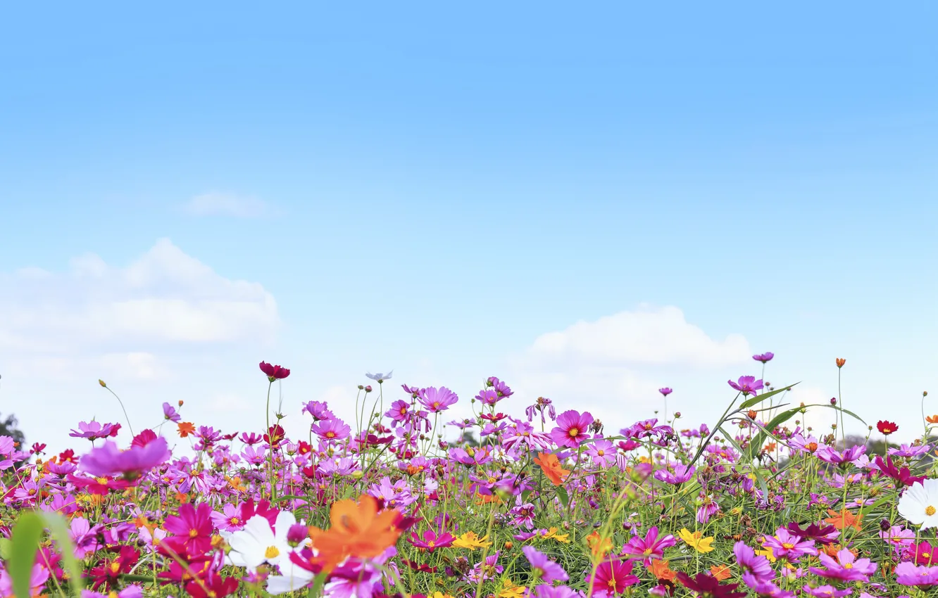 Photo wallpaper field, summer, the sky, the sun, flowers, colorful, meadow, summer