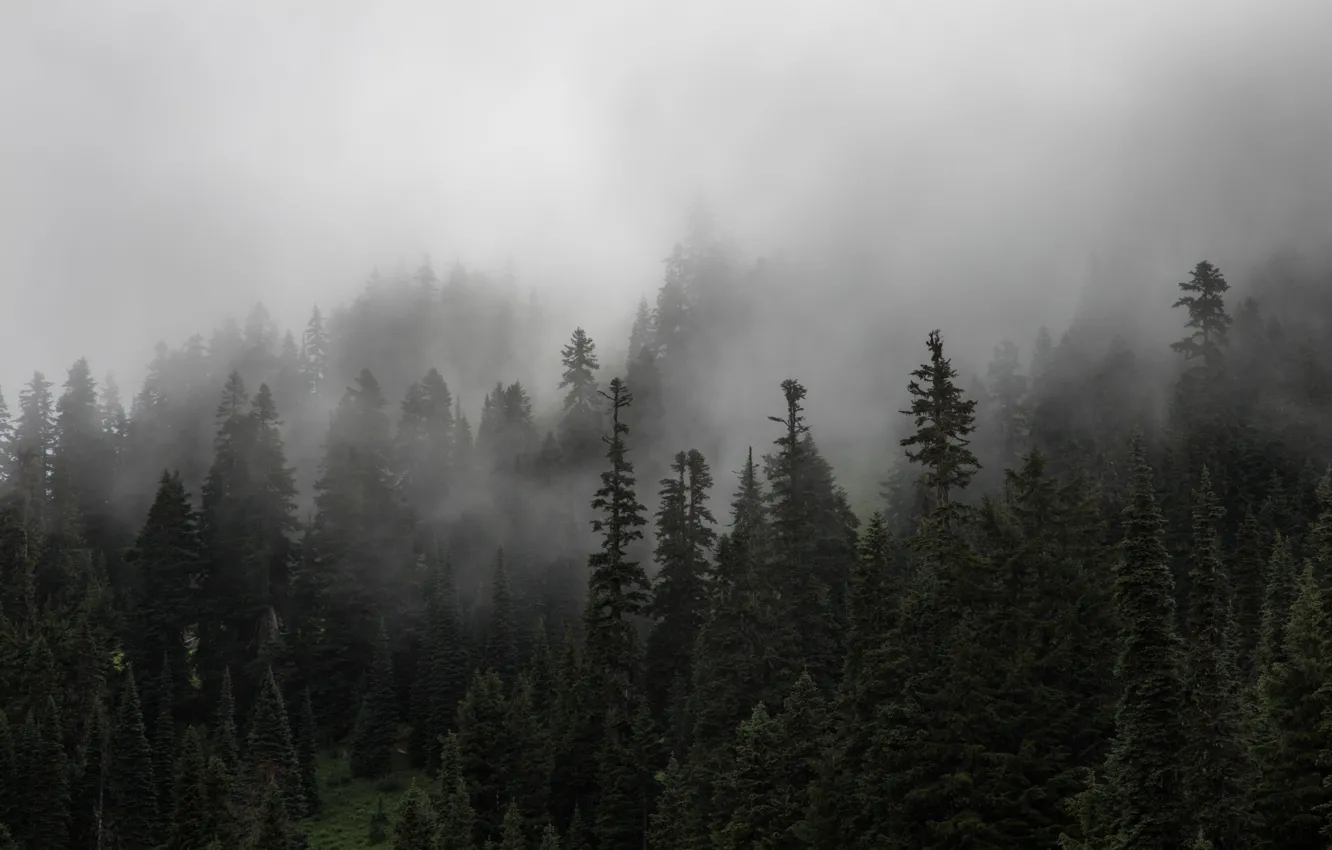 Photo wallpaper forest, trees, nature, fog