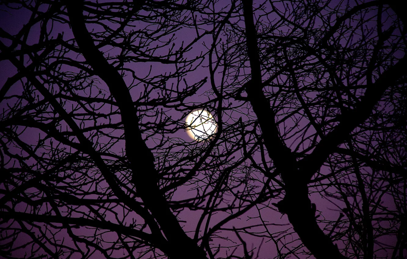 Photo wallpaper the sky, trees, night, branches, nature, the moon, the full moon