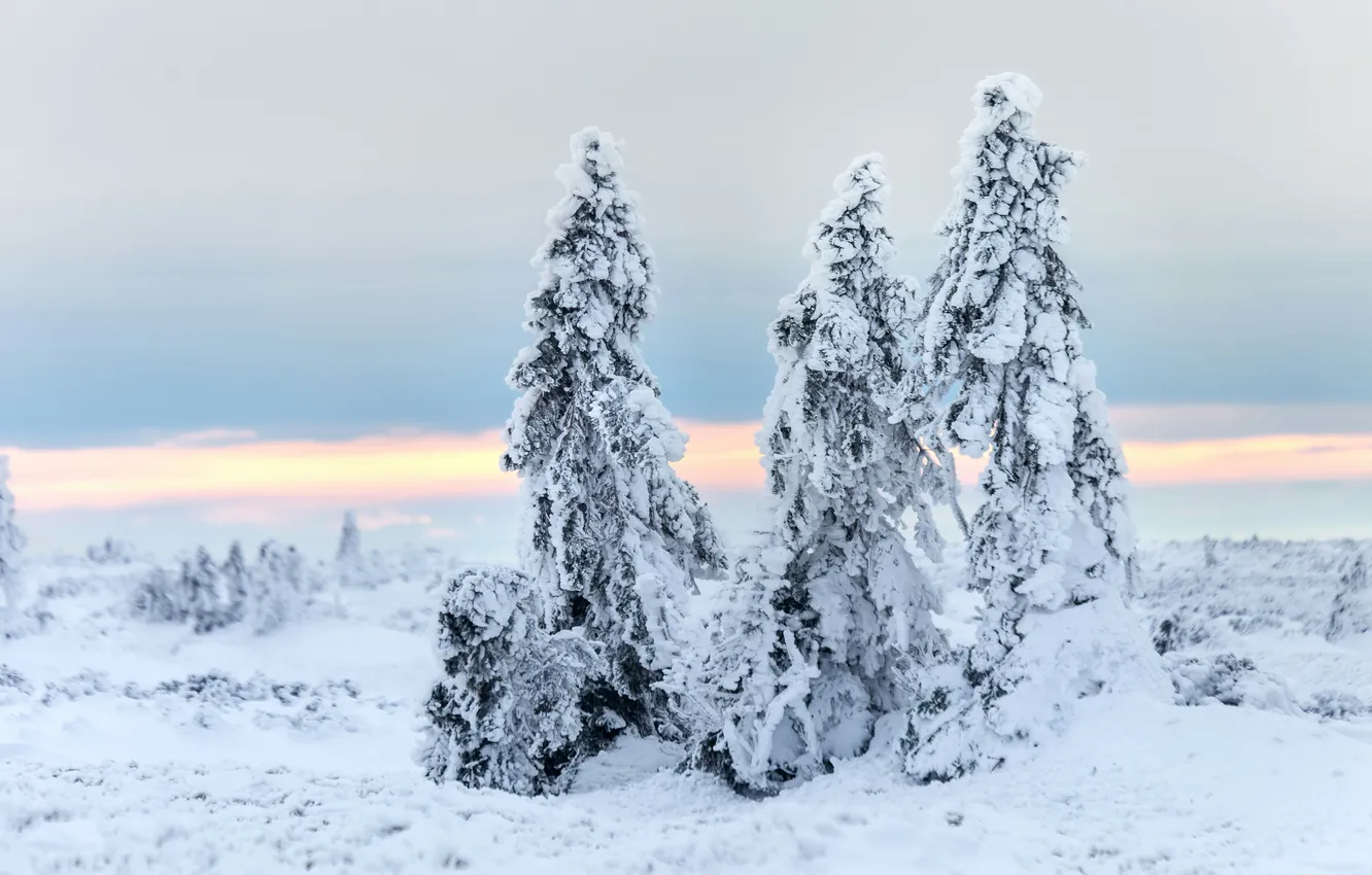 Photo wallpaper winter, snow, trees, nature, spruce