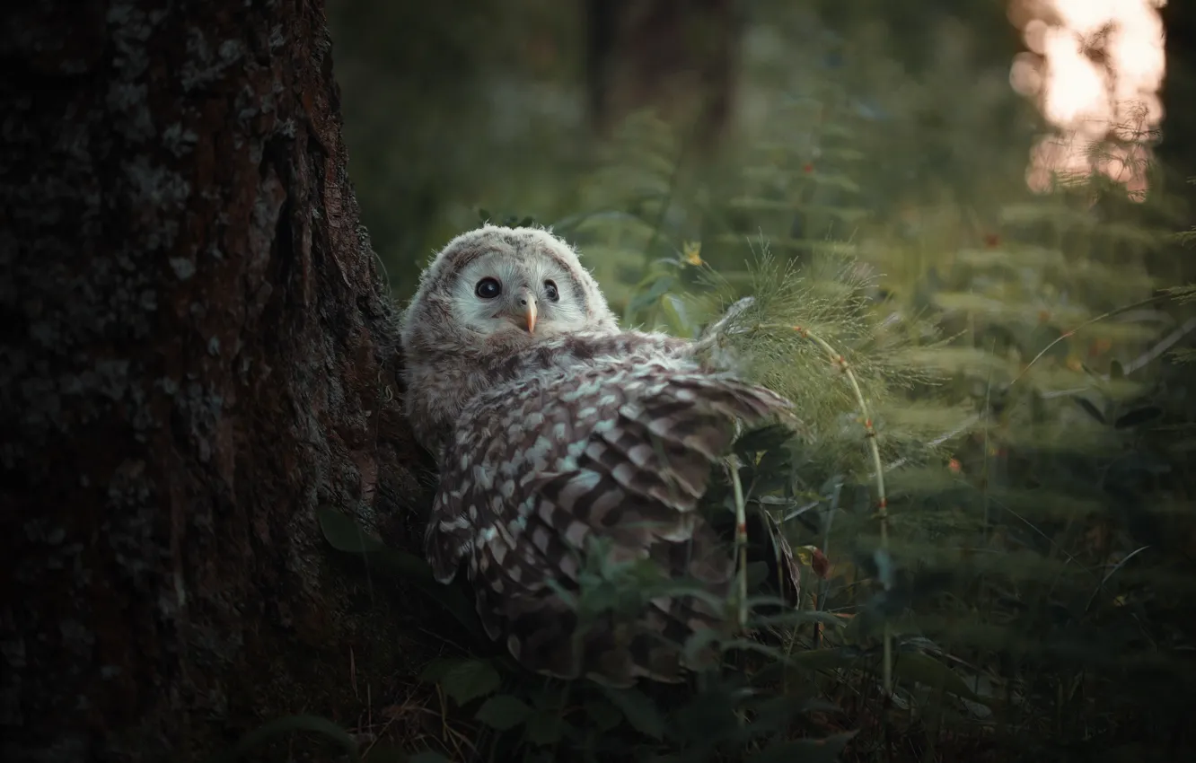 Photo wallpaper forest, look, trees, thickets, owl, bird, glade, fern