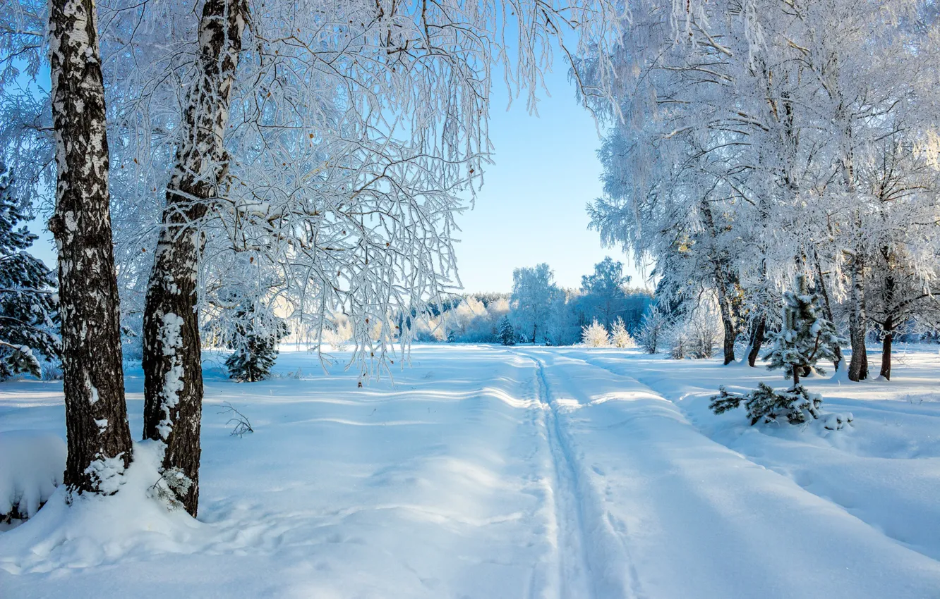 Photo wallpaper winter, snow, trees, trails, the snow, Russia, birch, Usman