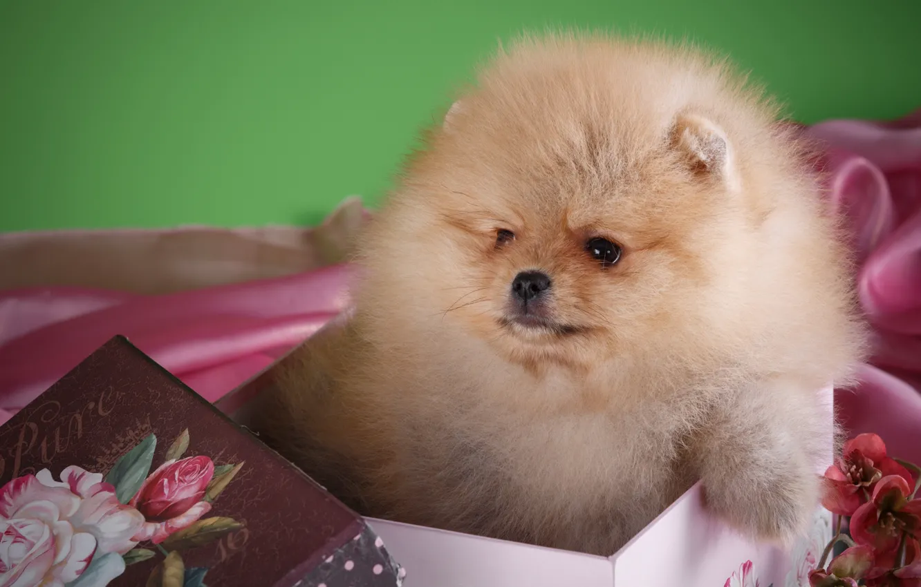Photo wallpaper box, fluffy, cute, Spitz
