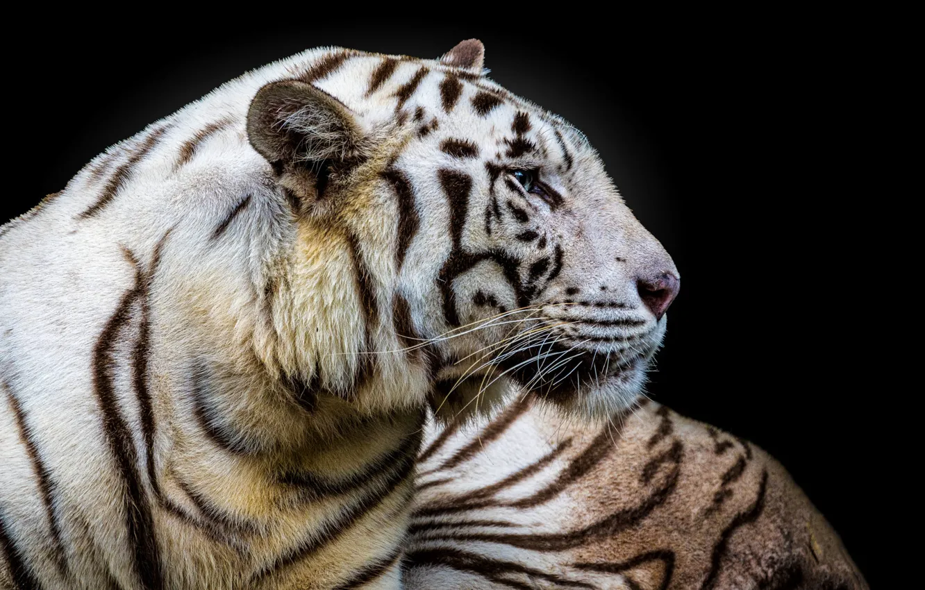 Photo wallpaper white, look, face, tiger, portrait, profile, black background