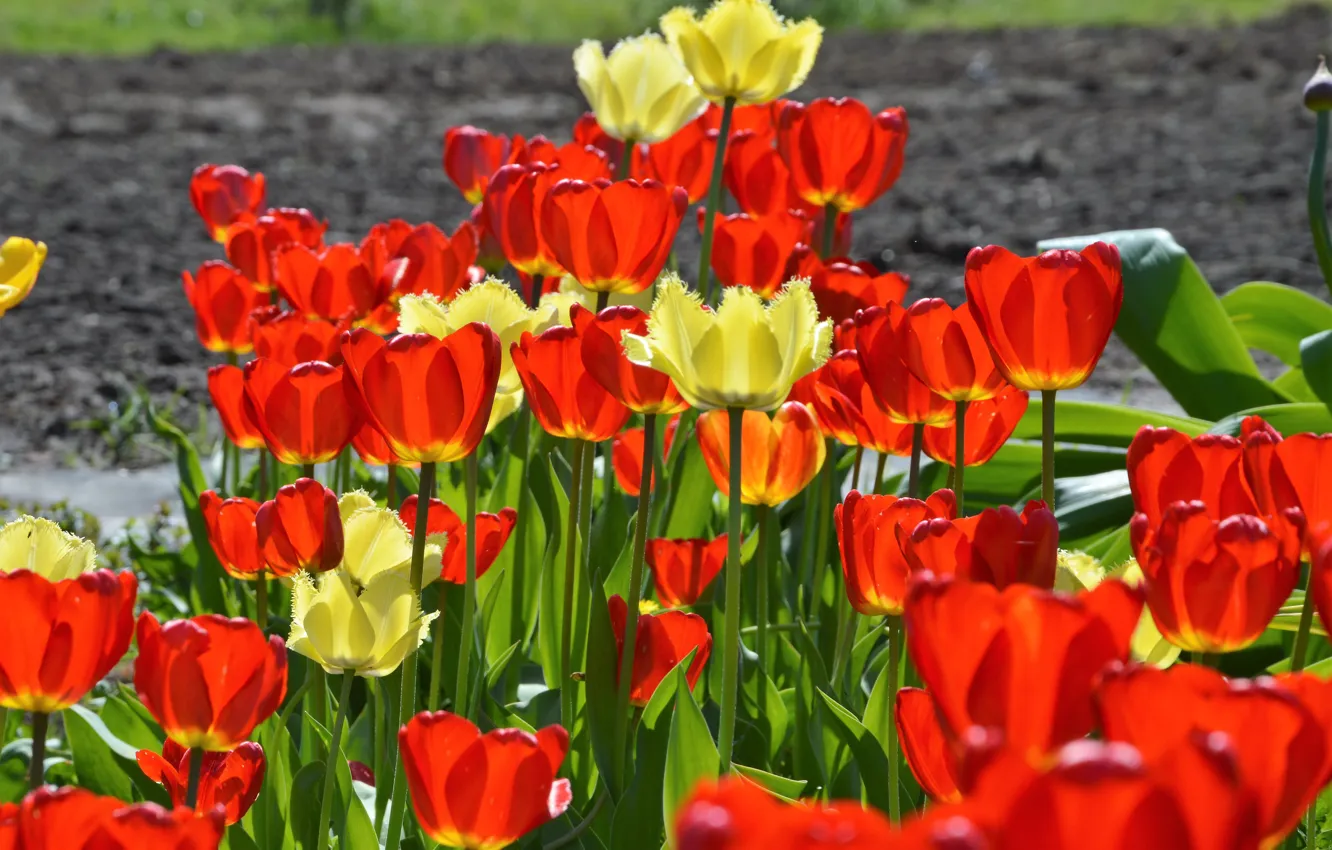 Photo wallpaper flowers, bouquet, tulips