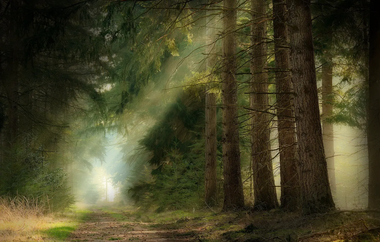 Photo wallpaper forest, rays, light, branches, nature, fog, needles, path