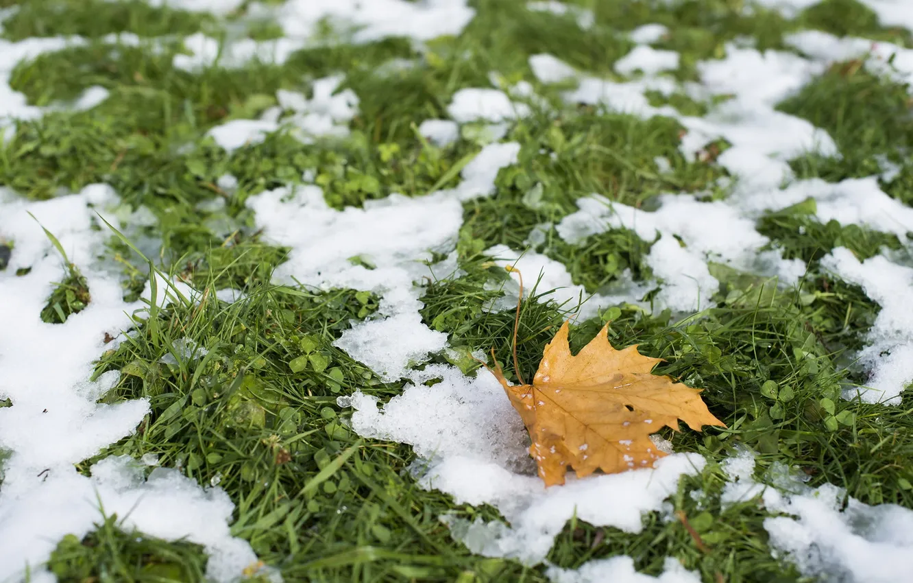 Photo wallpaper autumn, leaves, nature