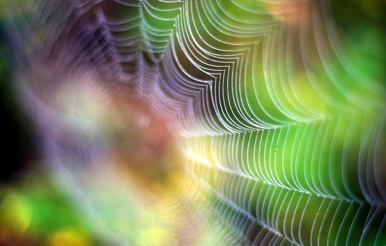 Photo wallpaper drops, macro, web, blur, bokeh