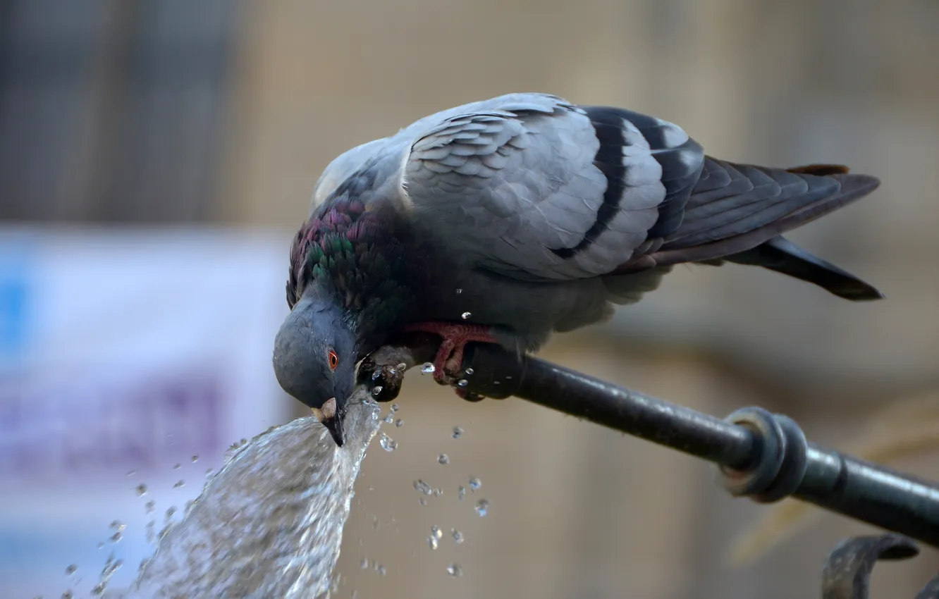 Photo wallpaper water, drops, squirt, bird, thirst, pigeons