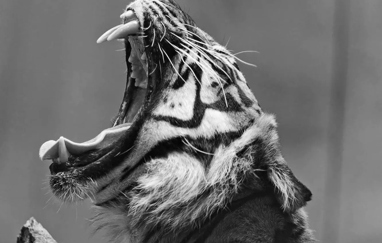 Photo wallpaper tiger, animal, Black And White Animal