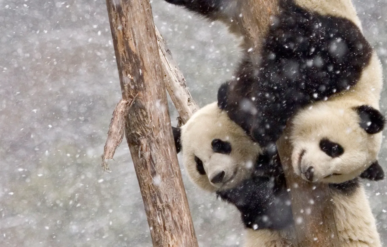 Photo wallpaper two, snowfall, on the tree, Panda