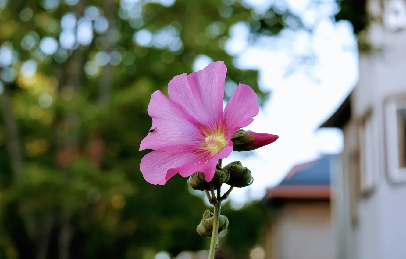 Photo wallpaper flower, nature, macro, bokeh, bug