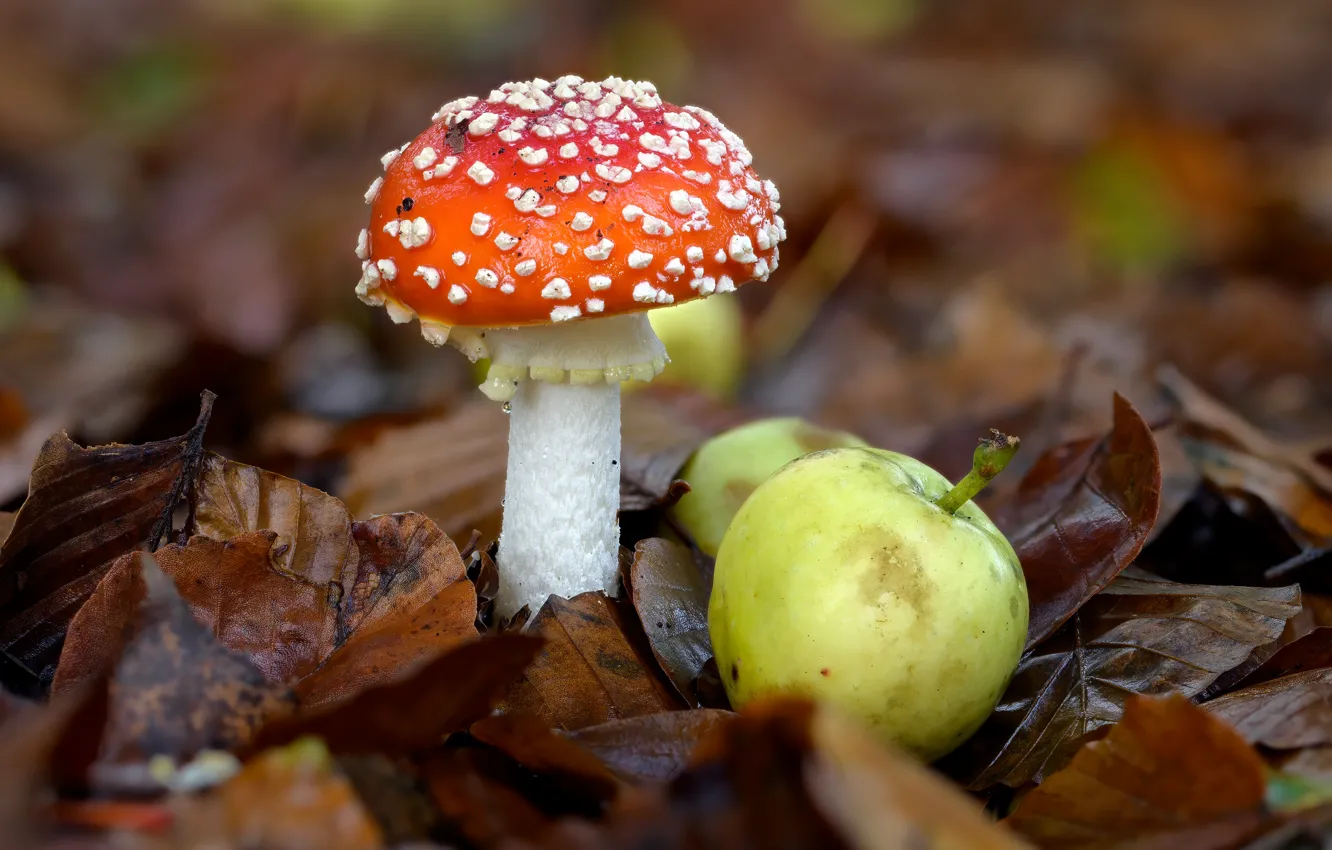 Photo wallpaper autumn, green, foliage, apples, mushrooms, mushroom, bokeh, autumn leaves