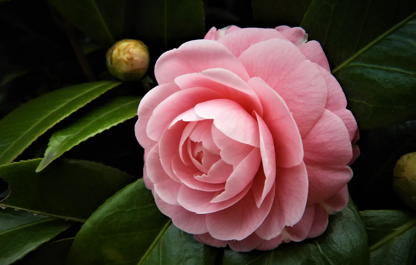Photo wallpaper the dark background, pink, Camellia