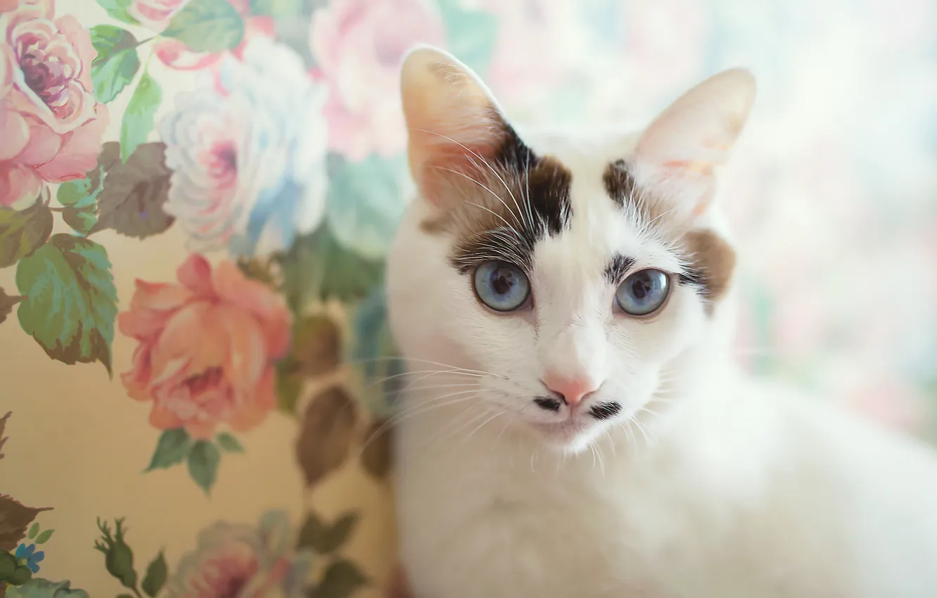 Photo wallpaper cat, cat, look, light, flowers, pose, wall, Wallpaper