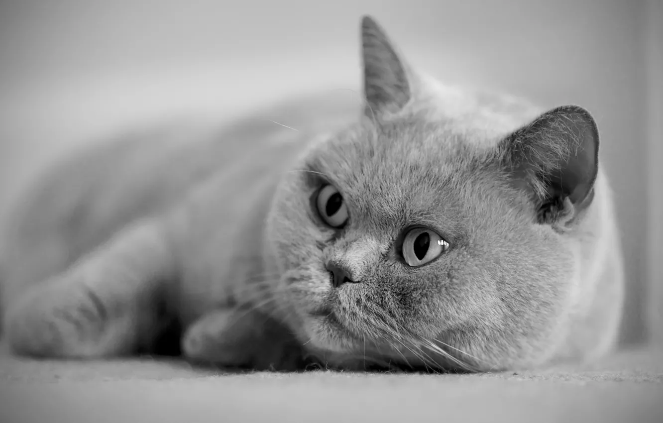 Photo wallpaper eyes, cat, grey, British