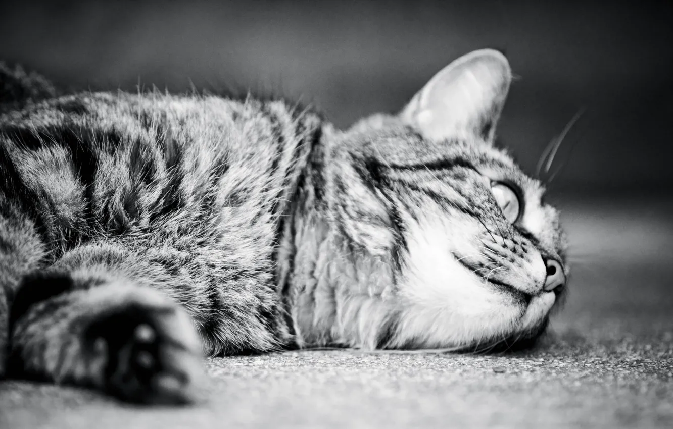 Photo wallpaper cat, cat, monochrome, cat, monochrome