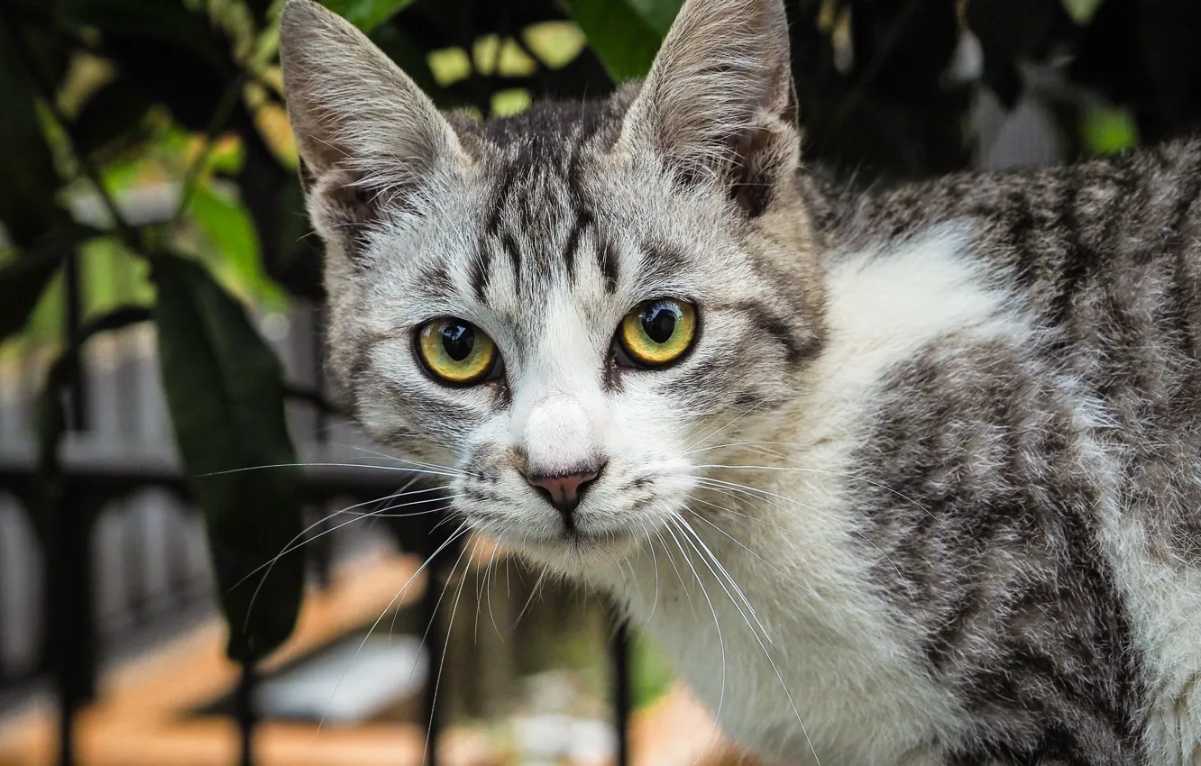 Photo wallpaper cat, cat, look, leaves, background, the fence, portrait, kitty