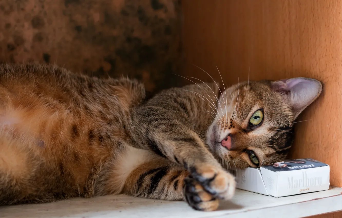 Photo wallpaper cat, cat, face, pose, grey, background, box, stay