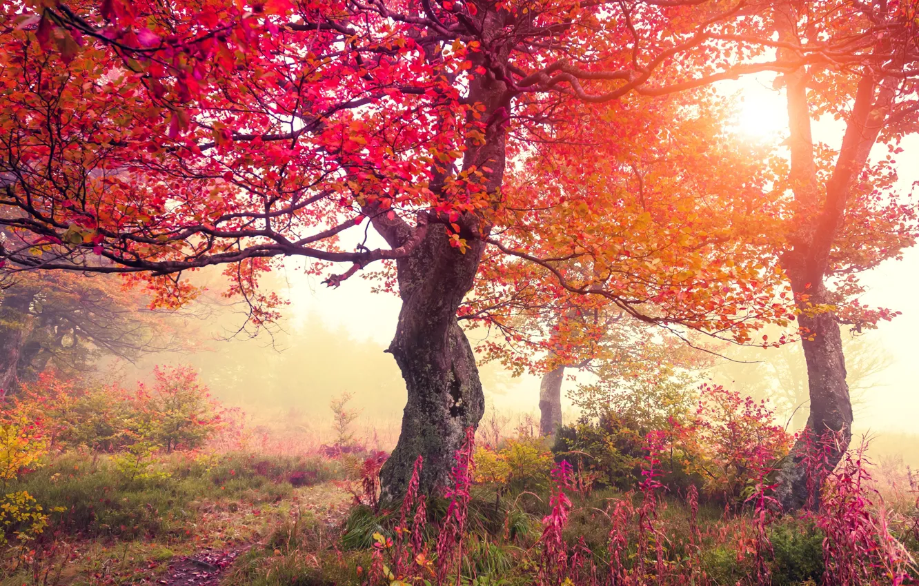Photo wallpaper autumn, forest, trees, flowers, foliage