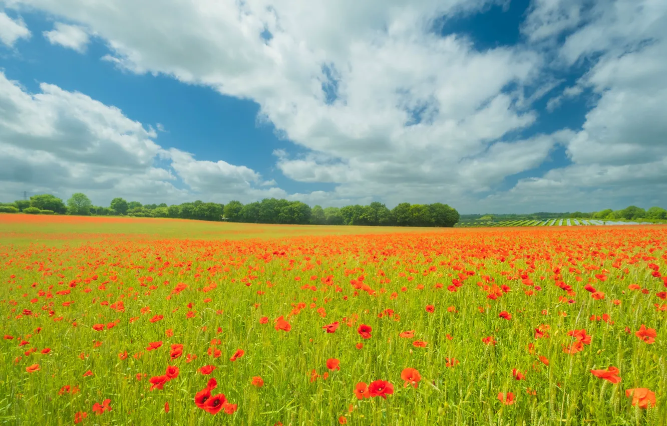 Photo wallpaper greens, field, summer, the sky, clouds, trees, flowers, red