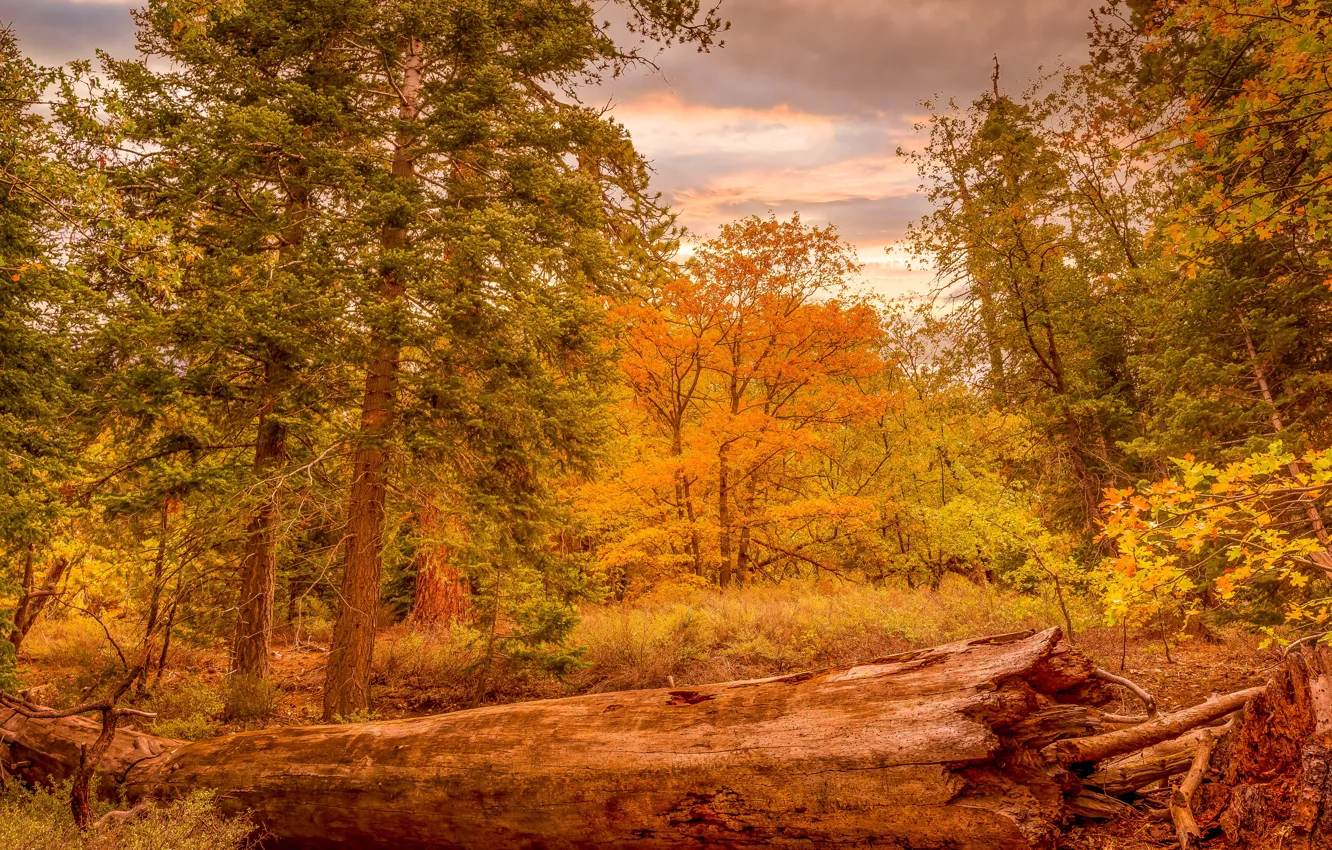 Photo wallpaper autumn, forest, trees, log, Golden autumn