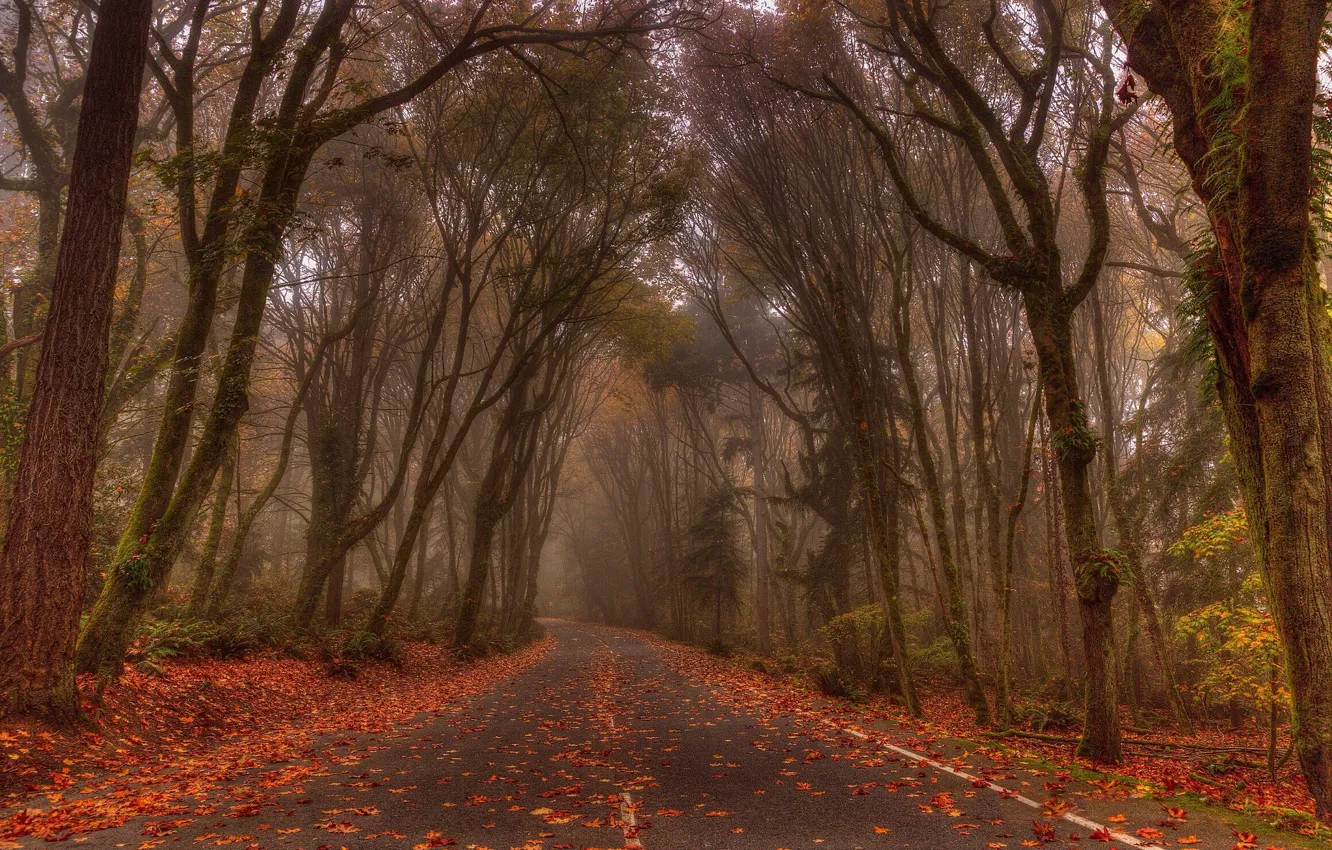 Photo wallpaper road, autumn, forest, fog