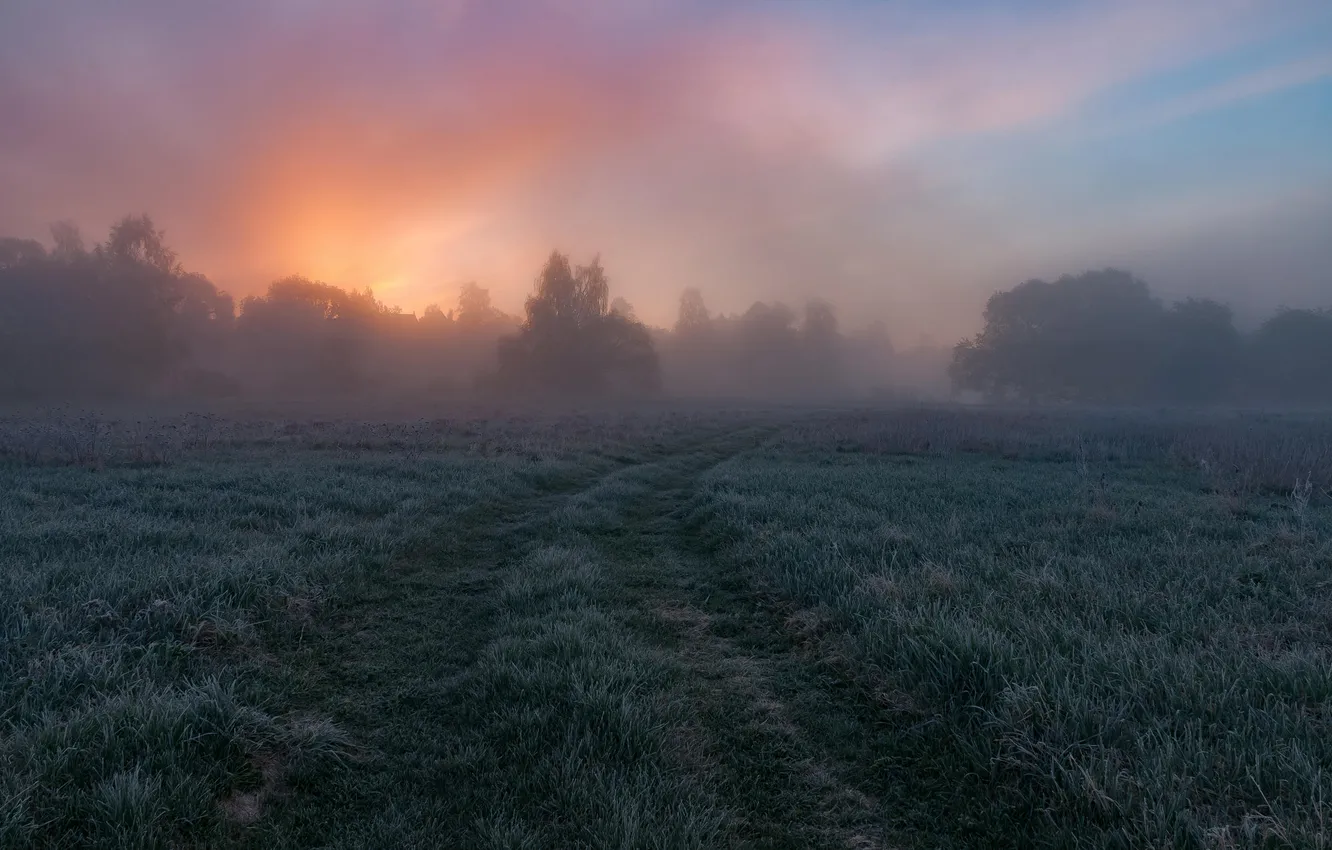 Photo wallpaper field, the sky, trees, landscape, sunset, nature, fog, plant