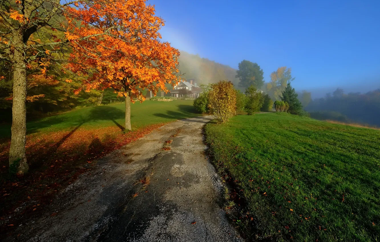 Photo wallpaper trees, nature, user