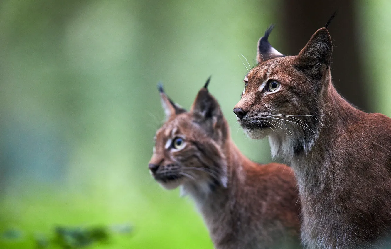 Photo wallpaper background, pair, wild cats, lynx